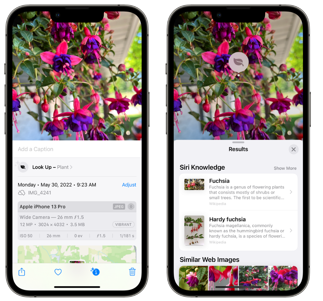 龙江镇苹果手机维修分享小技巧：使用 iPhone 相机识别花卉植物 